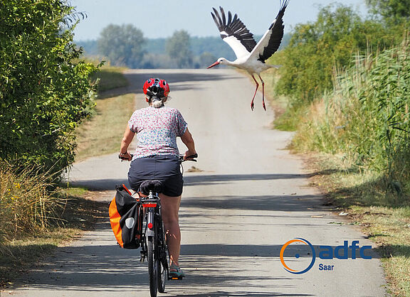 Storch im Landeanflug